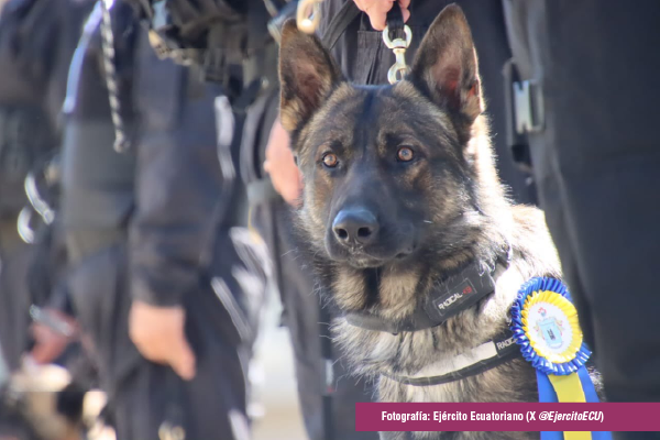 El Ejército de Ecuador condecora a perros de Inteligencia Militar