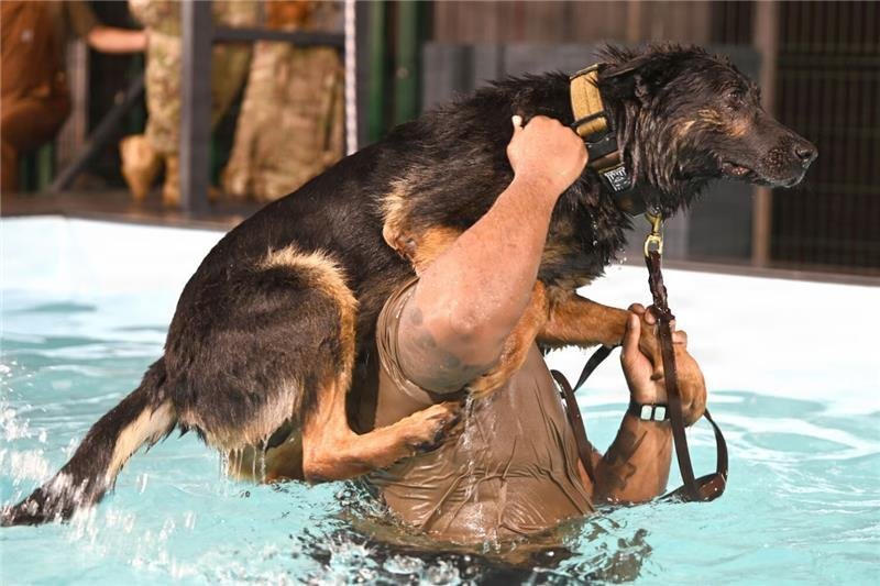 Adiestramiento de perros de guerra