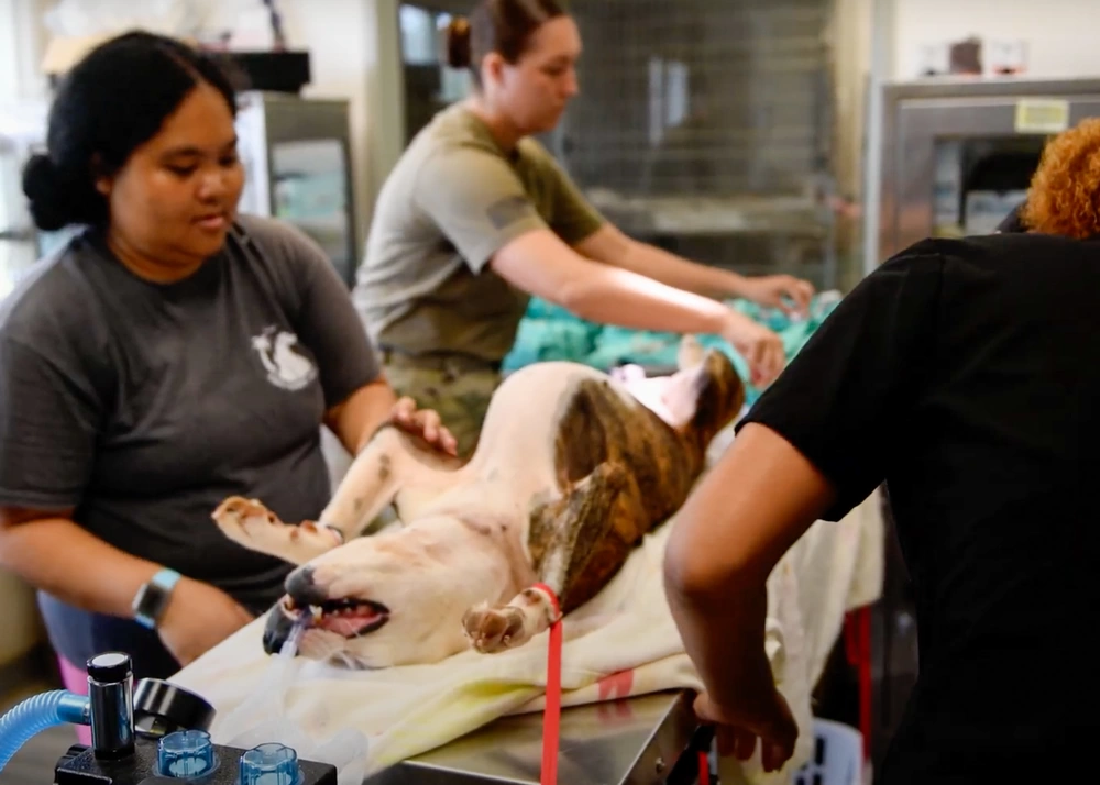 Estados Unidos busca integrar el Cuerpo Veterinario en la sanidad operacional del Ejército para escenarios de combate de gran escala